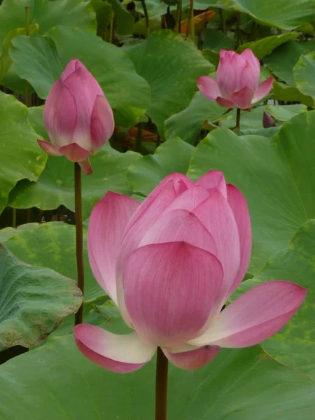 Lotus Szent és elegáns — Stock Fotó