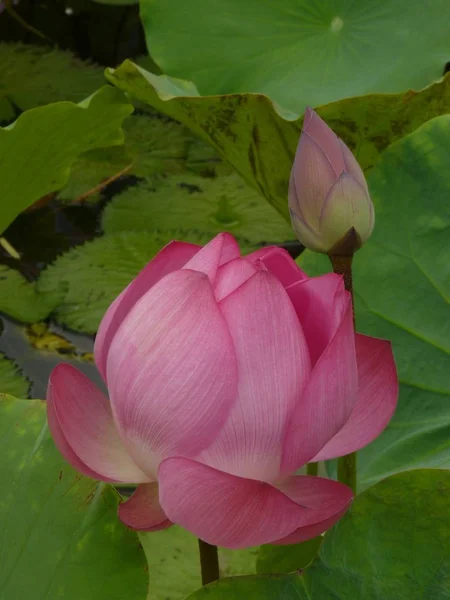 Lotus is holy and elegant — Stock Photo, Image