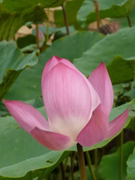 Lotus é santo e elegante — Fotografia de Stock