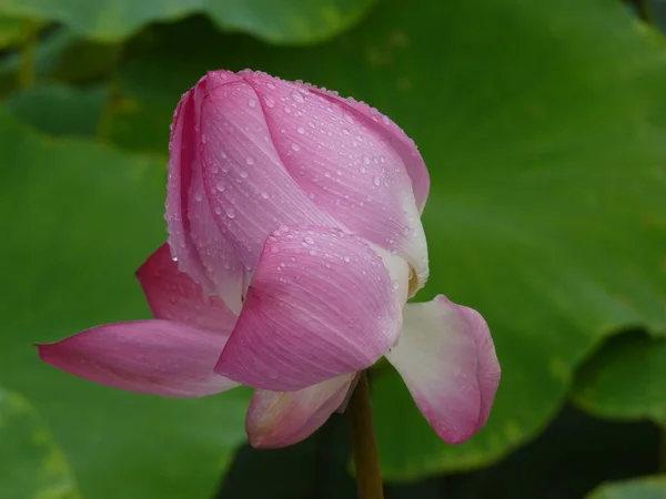 Lotus ist heilig und elegant — Stockfoto