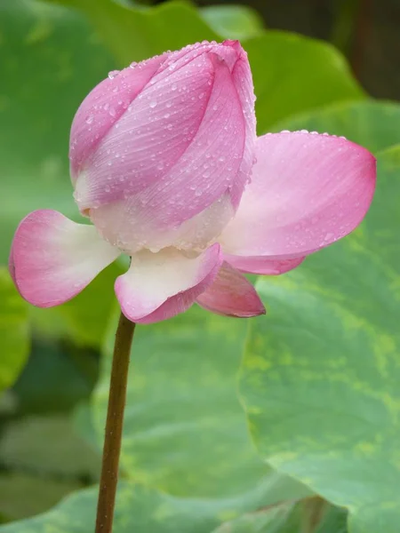 Lotus é santo e elegante — Fotografia de Stock