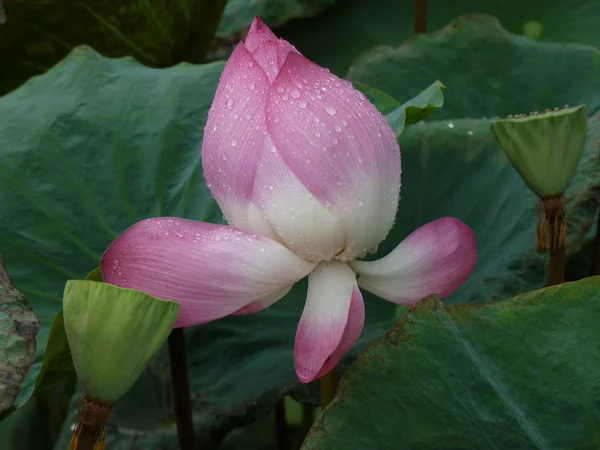 Lotus is holy and elegant — Stock Photo, Image