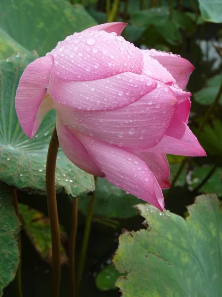 Lotus Szent és elegáns — Stock Fotó