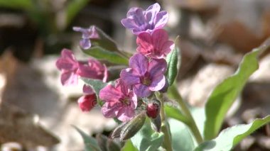Lungwort, Pulmonaria mollis, Bahar kır çiçekleri