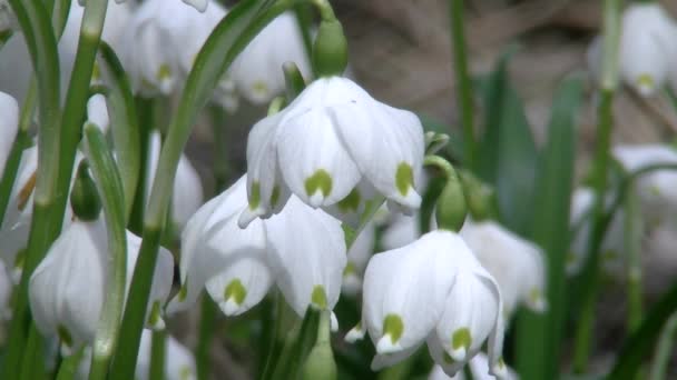 Copo de nieve de primavera, Leucojum vernum, flores silvestres de primavera — Vídeo de stock