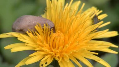 Taraxacum officinale, Sıradan Karahindiba