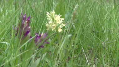 Dactylorhiza sambucina, yaşlı çiçekli orkide