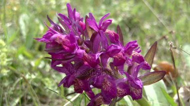 Dactylorhiza sambucina, yaşlı çiçekli orkide