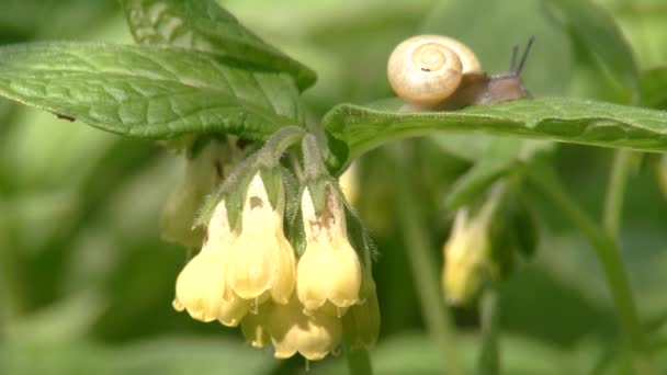 Symphytum tuberosum, consuelda tuberosa — Vídeo de stock