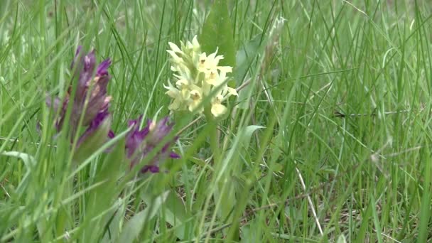 Dactylorhiza sambucina, ouderling-flowered Orchid — Stockvideo