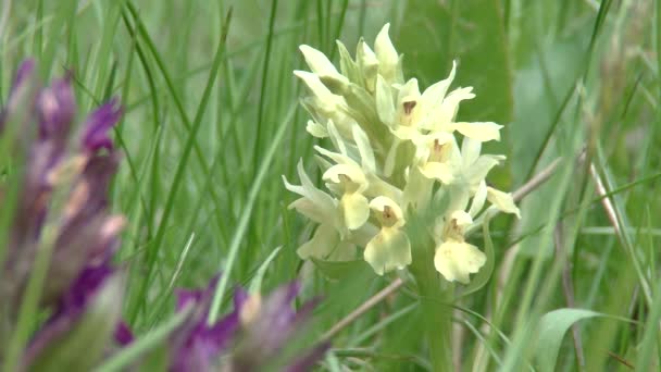 Daktylorhiza sambucina, holunderblütige Orchidee — Stockvideo