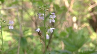 Cardamine pratensis L., Cuckooflower, Lady's önlük