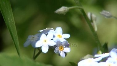 Myosotis sylvatica Ehrh. Hoffm. ahşap unutma, ormanlık unutma