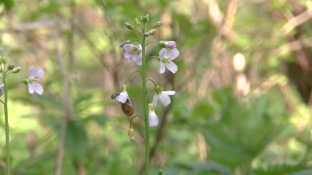 Cardamine Pratensis Cuckooflower Lady Halena — Stock video