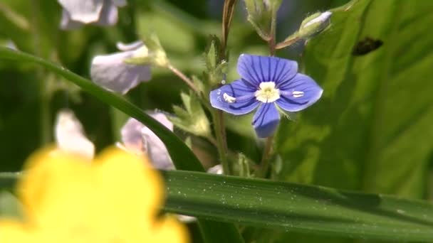 Veronica Chamaedrys Volo Uccello Speedwell Germander Speedwell — Video Stock