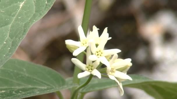 Ciemiężyk hirundinaria Medik., White Swallow Wort — Wideo stockowe