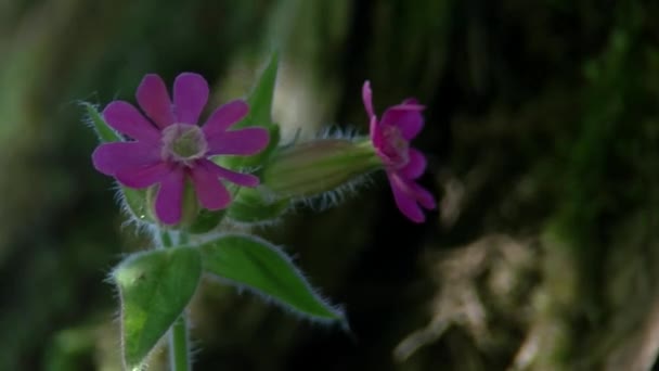 Silene dioica (L.) Clairv., Red Campion, Red Catchfly — Stock Video