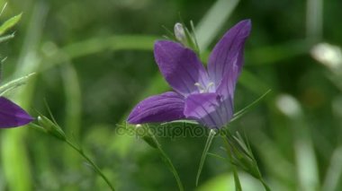 Campanula patula L., yayılan Bellflower