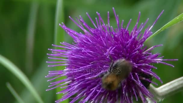 Wollige rivulare (Jacq.) All., Plume distel, Brook Thistle — Stockvideo