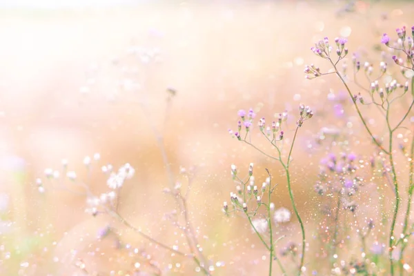 Grasblumenfeld Frühling Hintergrund Mit Sonnenlicht Rosa Pastellton — Stockfoto