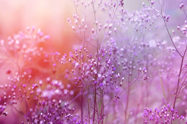 Süß Lila Hintergrund Von Grasblume Mit Sonnenlicht Romantik Hintergrund Für — Stockfoto