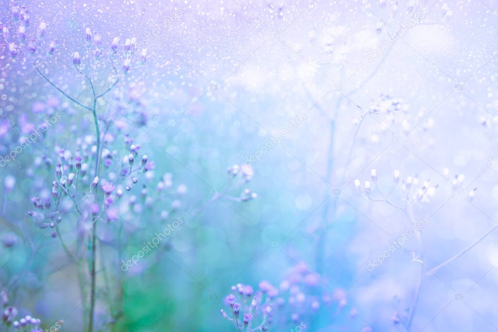 grass flower field in spring background with sunlight in blue tone