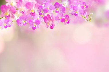 pembe ve mor orkide çiçek kenarı arkaplanı 