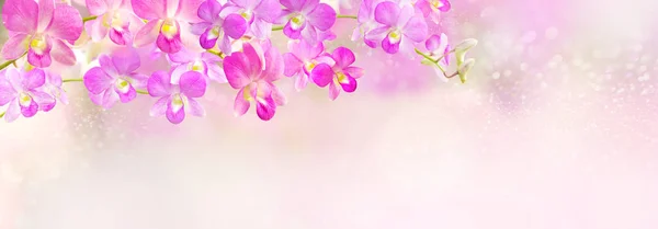 Encabezado Flor Orquídea Rosa Púrpura Fondo Bandera —  Fotos de Stock