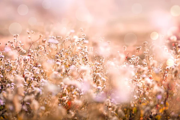 Schönes Grasblumenfeld Mit Licht Des Sonnenuntergangs Hintergrund — Stockfoto