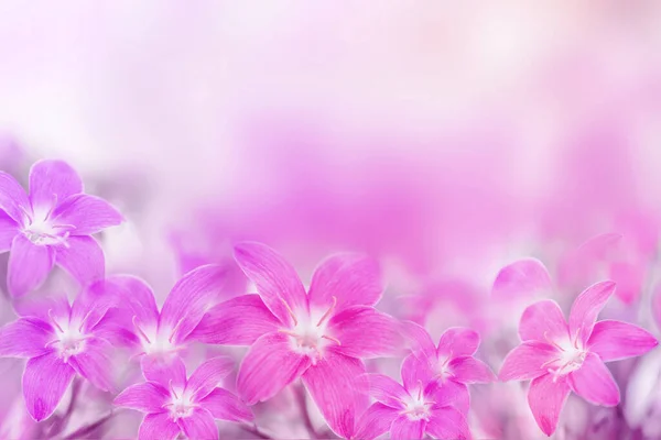 Güzel Pembe Mor Yağmur Çiçekleri Yumuşak Romantizm Arka Planında — Stok fotoğraf