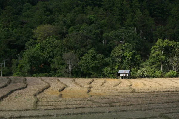 伝統的な農家の田んぼテラスの小屋 — ストック写真