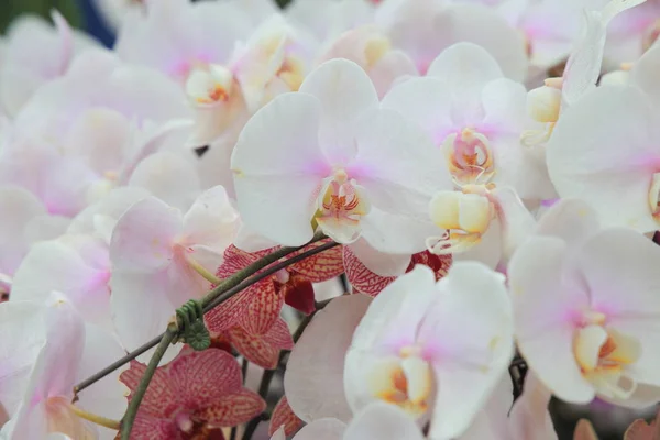 Розовая орхидея фаленопсиса. Фон в саду в Сингапуре — стоковое фото