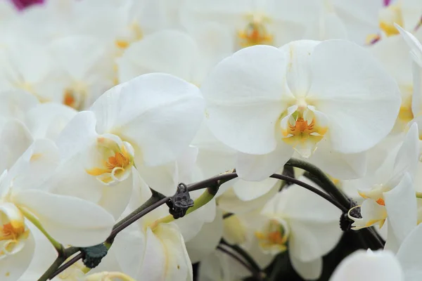 Белая орхидея фаленопсиса. фон в саду в Сингапуре — стоковое фото