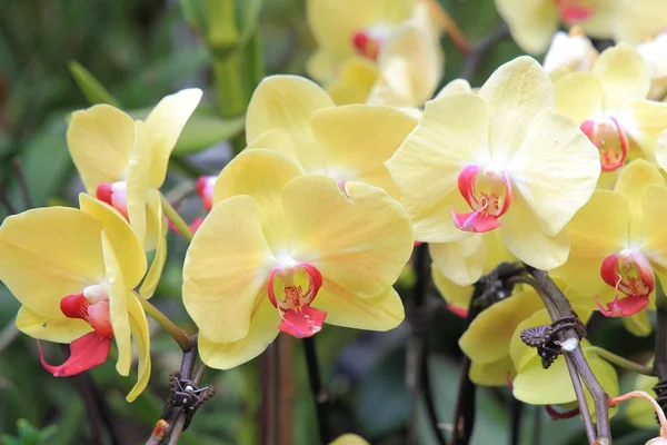 Желтая орхидея фаленопсиса. Фон в саду в Сингапуре — стоковое фото
