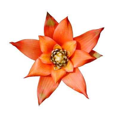 izole Bromeliad, Ananas Comosus, ananas kırmızı portakal çiçeği yan görünüm. Beyaz arka plan üzerinde grafik kaynak