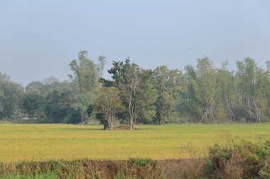 Kırsal tarım arazisi. Tayland pirinç alan. Islak çeltik alan. Güzel