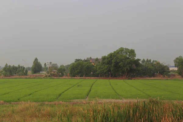 Landsbygdens jordbruksmark. Risfält i Thailand. Våta risfält. — Stockfoto