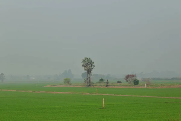 Kırsal tarım arazisi. Tayland pirinç alan. Islak çeltik alan. Güzel — Stok fotoğraf