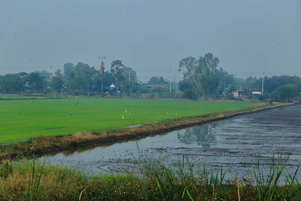 Landsbygdens jordbruksmark. Risfält i Thailand. Våta risfält. — Stockfoto