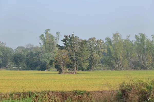Obszarów wiejskich gruntów rolnych. Pole ryżu w Tajlandii. Mokre pola ryżowego. Pię — Zdjęcie stockowe