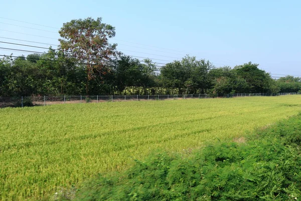 Landsbygdens Jordbruksmark Risfält Thailand Våta Risfält — Stockfoto