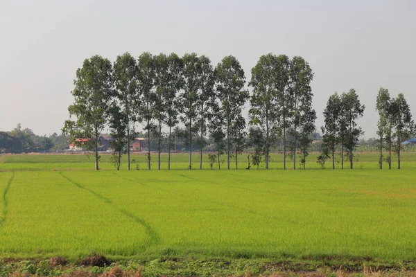 Terras agrícolas rurais. Campo de arroz na Tailândia. Campo de arroz húmido. Beautif... — Fotografia de Stock