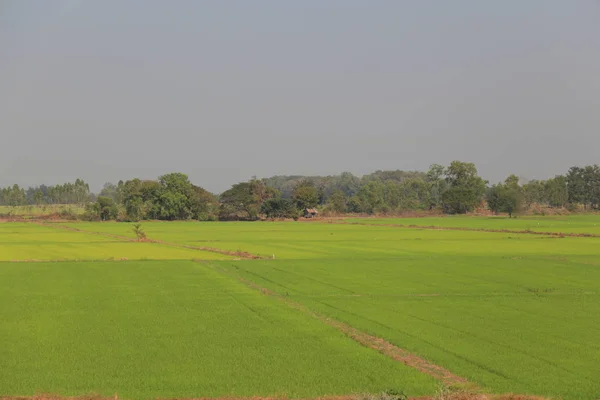 Landsbygdens jordbruksmark. Risfält i Thailand. Våta risfält. Vacker — Stockfoto