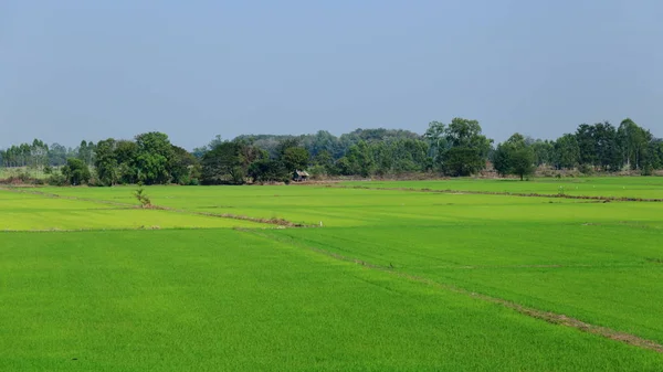 Terras agrícolas rurais. Campo de arroz na Tailândia. Campo de arrozal molhado . — Fotografia de Stock