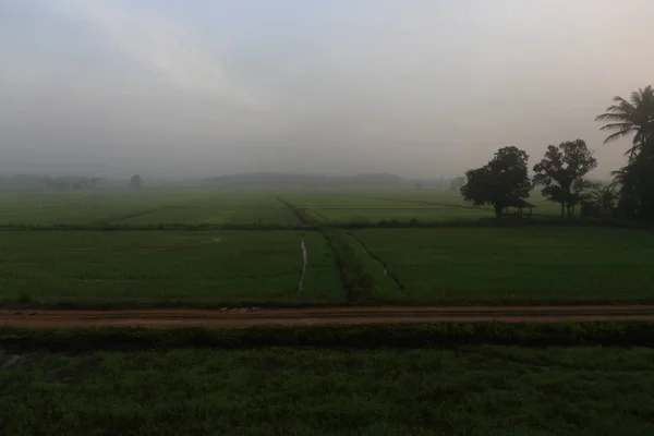 Dimmig Morgon Scen Landsbygdens Jordbruksmark Risfält Thailand Våta Risfält Träd — Stockfoto