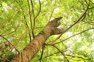 tropikal orman ağaç gölgelik. Multi katman bitki yemyeşil orman içinde. Uo büyük yaprak dökmeyen ağaç gölgelik altında seyir