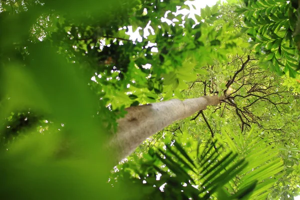 tropical forest tree canopy. multi layer plants in lush jungle. Looking uo from under big evergreen tree canopy