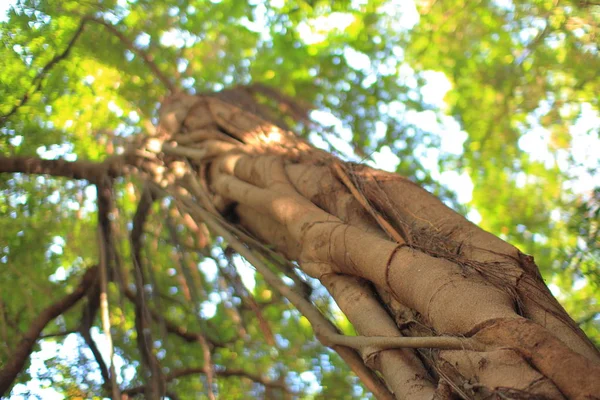 Tropenwald Baumkronen Mehrschichtpflanzen Üppigen Dschungel Blick Von Unter Großen Immergrünen — Stockfoto