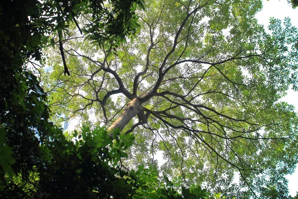 tropical forest tree canopy. multi layer plants in lush jungle. Looking uo from under big evergreen tree canopy