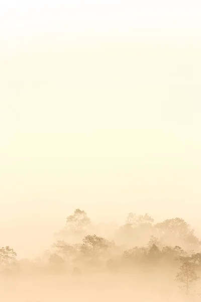 Wald Morgennebel Nebelschwaden Die Sich Dichtem Nebel Verdichten Verdecken Die — Stockfoto